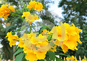 Tecoma stans , Yellow bell, Yellow elder flowers