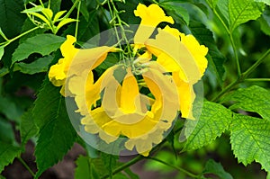 Tecoma stans , Yellow bell, Yellow elder flowers with nature background,Thailand