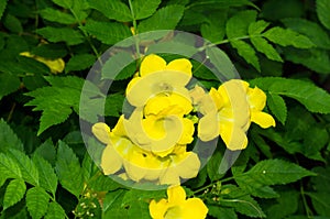 Tecoma stans , Yellow bell, Yellow elder flowers with nature background,Thailand