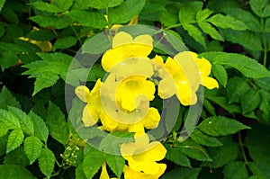 Tecoma stans , Yellow bell, Yellow elder flowers with nature background,Thailand