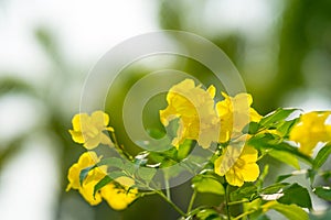 Tecoma stans Yellow bell, Yellow elder, Trumpetbush, Trumpetflo