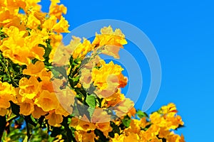 Tecoma stans yellow flowers closeup, yellow trumpetbush, yellow bells, yellow elder, green leaves, blue sky background