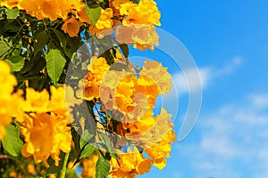 Tecoma stans yellow flowers closeup, yellow trumpetbush, yellow bells, yellow elder, green leaves, blue sky background
