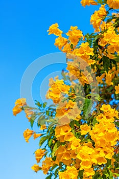 Tecoma stans yellow flowers closeup, yellow trumpetbush, yellow bells, yellow elder, green leaves, blue sky background