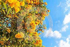 Tecoma stans yellow flowers closeup, yellow trumpetbush, yellow bells, yellow elder, green leaves, blue sky background