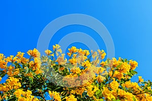 Tecoma stans yellow flowers closeup, yellow trumpetbush, yellow bells, yellow elder, green leaves, blue sky background