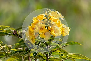 Tecoma stans, Tecoma stans, yellow trumpetbush, yellow bells or yellow elder. Tocancipa, Cundinamarca Departement, Colombia photo