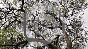 Tecomella Undulata (Rohida) tree branches, big Rohida tree