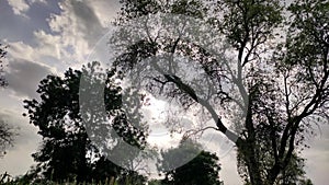 Tecomella Undulata (Rohida) tree branches with cloudy sky