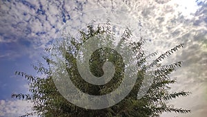 Tecomella Undulata  Rohida tree with cloudy sky background