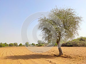 Tecomella undulata Rohida tree in the desert field with blue sky