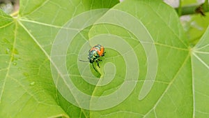 Tectocoris diophthalmus congregate around the leaves of Ricinus communis and eat the entire rind of the leave 285710892