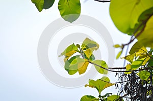 Tectona grandis, Teak or LAMIACEAE or teak plant or teak leaf