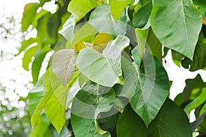 Tectona grandis, Teak or LAMIACEAE or teak plant or teak leaf and sky