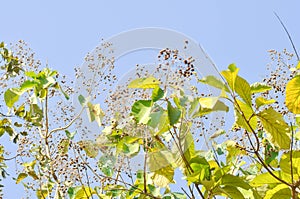 Tectona grandis, Teak or LAMIACEAE or teak plant or teak seed