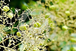 Tectona grandis, Teak or LAMIACEAE or teak plant or teak seed teak and flower