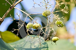 Tectona grandis, Teak or LAMIACEAE or teak plant or teak seed or teak flower