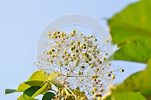 Tectona grandis, Teak or LAMIACEAE or teak plant or teak seed or teak flower