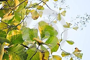 Tectona grandis, Teak or LAMIACEAE or teak plant or teak seed and teak flower