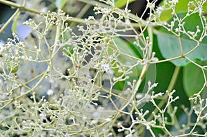 Tectona grandis, Teak or LAMIACEAE or teak plant or teak seed or teak and flower