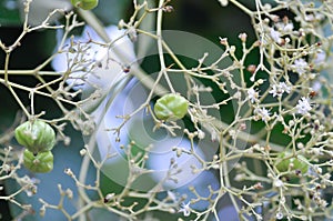 Tectona grandis, Teak or LAMIACEAE or teak plant or teak seed or teak and flower