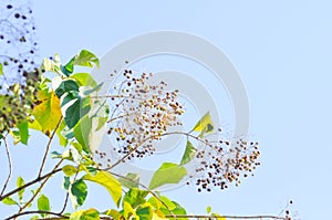 Tectona grandis, Teak or LAMIACEAE or teak plant or teak seed teak and flower