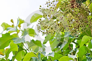 Tectona grandis, Teak or LAMIACEAE or teak plant or teak seed or teak flower and sky