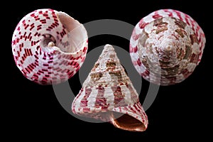 Tectus conus