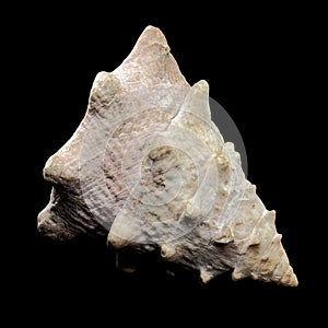 Tectus dentatus Seashell on a black background