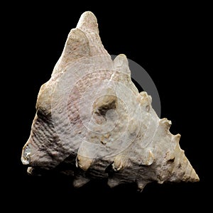 Tectus dentatus Seashell on a black background photo