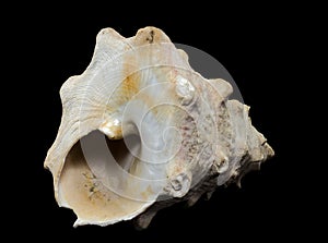 Tectus dentatus Seashell on a black background