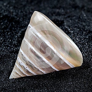 Tectus Pyramis Pearl Seashell on a black sand background