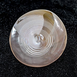 Tectus Pyramis Pearl Seashell on a black sand background