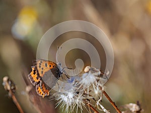 Ted many-eyed (Lycaena phlaeas) butterfly on a vibrant flower