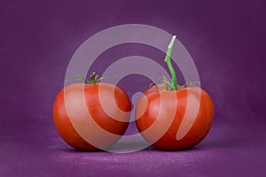 Ted tomatoes on purple background