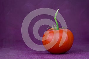 Ted tomatoes on purple background