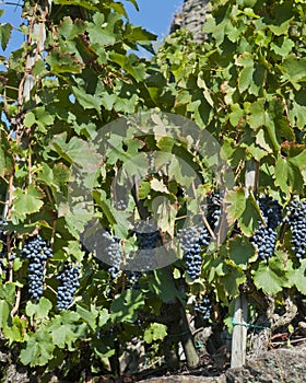 Ted Wine Grapes for Harvest