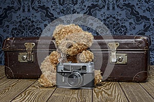 Tedd bear photographer