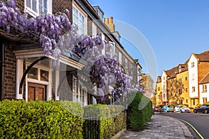 Teddington South West London, UK - Wisteria in Bloom Covering a Traditional House in Teddington