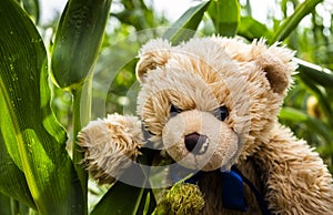 Teddy bead Dranik in corn field.