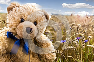 Teddy bead Dranik in summer field