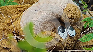 Teddy bear abandoned. View of head with eyes. Misfortune. Junk.