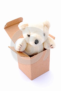 Teddy bear in box
