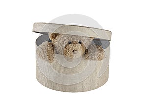 Teddy Bear in box isolated white background