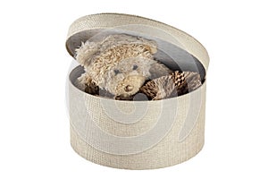 Teddy Bear in box isolated white background