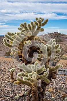 A Teddy Bear Cholla along Quartzsite, Arizona