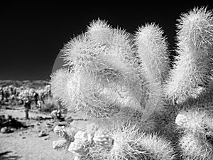 Teddy Bear Cholla, black and white