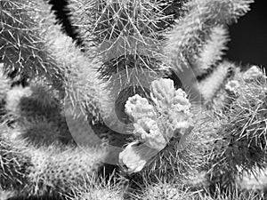 Teddy Bear Cholla, black and white