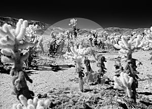 Teddy Bear Cholla, black and white