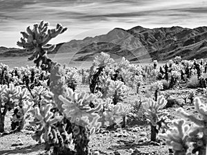 Teddy Bear Cholla, black and white